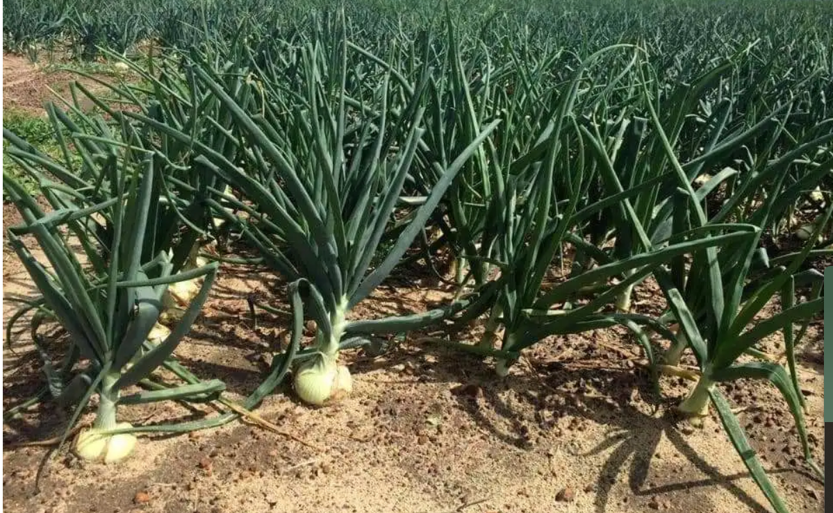 Onion crop results in KZN